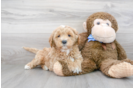 Meet Paprika - our Mini Goldendoodle Puppy Photo 2/3 - Premier Pups
