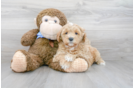 Meet Paprika - our Mini Goldendoodle Puppy Photo 1/3 - Premier Pups