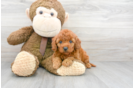 Meet Paprika - our Mini Goldendoodle Puppy Photo 2/3 - Premier Pups