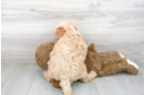Meet Perry - our Mini Goldendoodle Puppy Photo 3/3 - Premier Pups