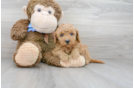 Meet Perry - our Mini Goldendoodle Puppy Photo 2/3 - Premier Pups