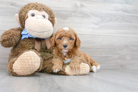 Cute Mini Goldendoodle Baby