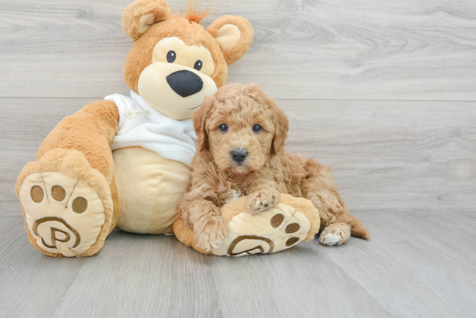 Hypoallergenic Mini Goldendoodle Phil: 8lb 5oz Doodle Puppy