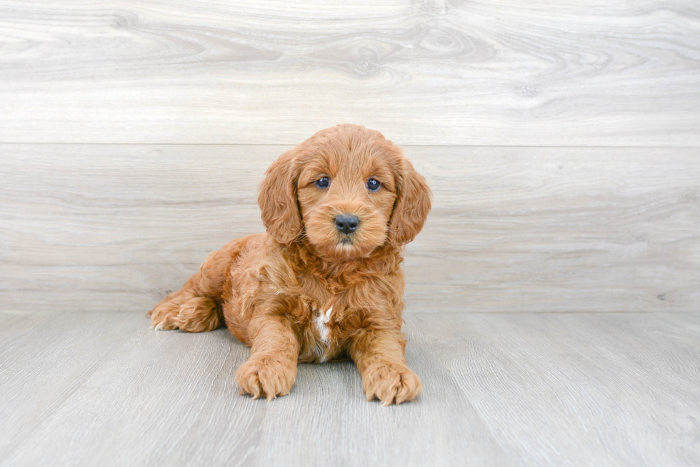 Meet Chester - our Mini Goldendoodle Puppy Photo 1/3 - Premier Pups