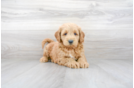 Meet Phil - our Mini Goldendoodle Puppy Photo 1/3 - Premier Pups
