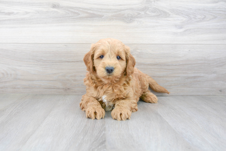 Meet Phil - our Mini Goldendoodle Puppy Photo 2/3 - Premier Pups