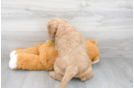 Meet Phil - our Mini Goldendoodle Puppy Photo 3/3 - Premier Pups