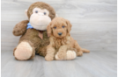 Meet Phil - our Mini Goldendoodle Puppy Photo 2/3 - Premier Pups