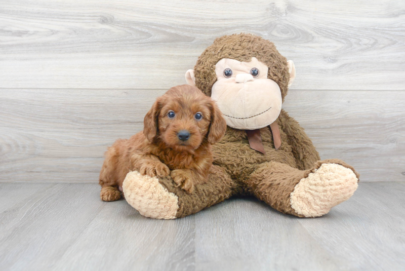 Meet Philly - our Mini Goldendoodle Puppy Photo 2/2 - Premier Pups