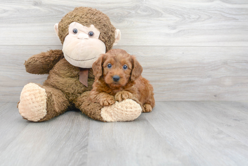 Meet Philly - our Mini Goldendoodle Puppy Photo 1/2 - Premier Pups