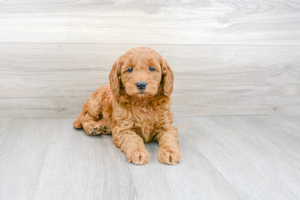 Meet Phoenix - our Mini Goldendoodle Puppy Photo 2/3 - Premier Pups