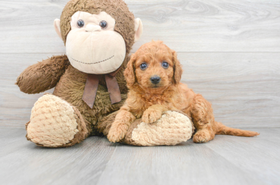 5 week old Mini Goldendoodle Puppy For Sale - Premier Pups