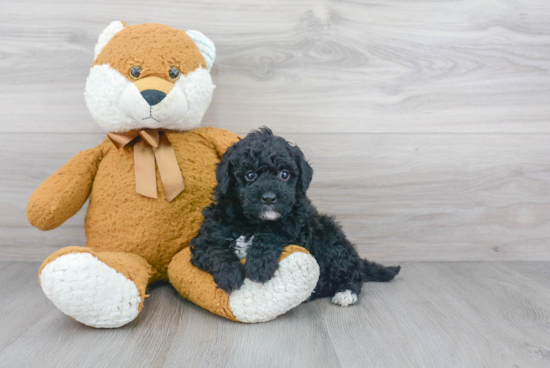 Mini Goldendoodle Pup Being Cute