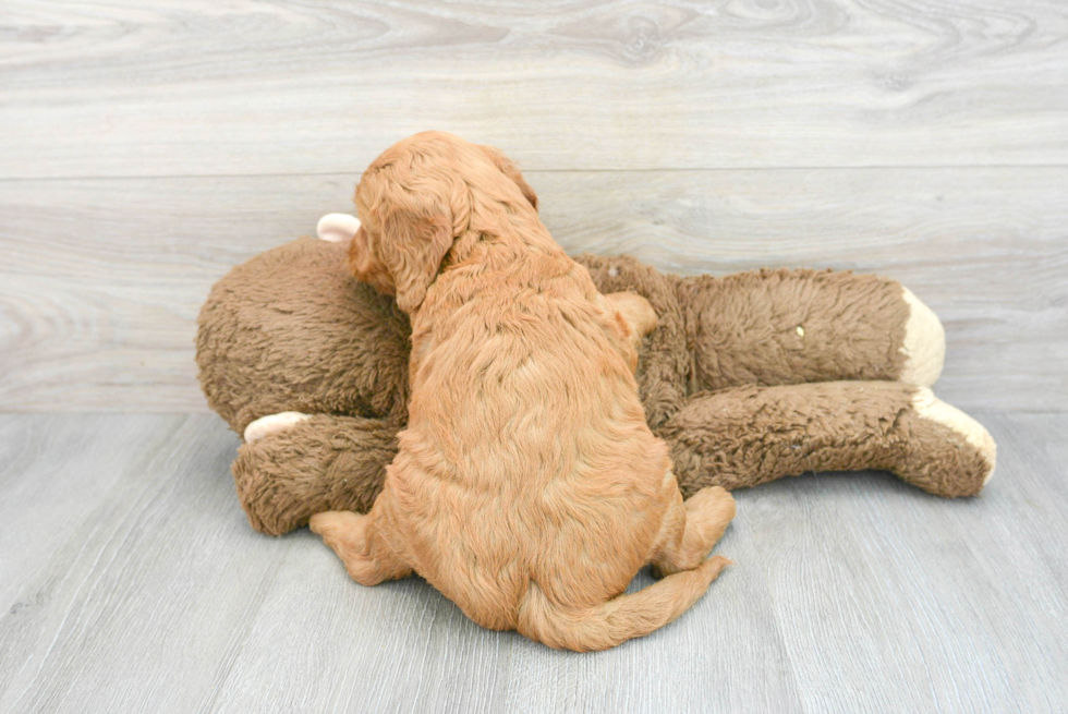 Funny Mini Goldendoodle Poodle Mix Pup