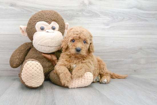 Happy Mini Goldendoodle Baby