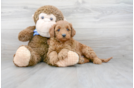 Meet Porter - our Mini Goldendoodle Puppy Photo 1/3 - Premier Pups