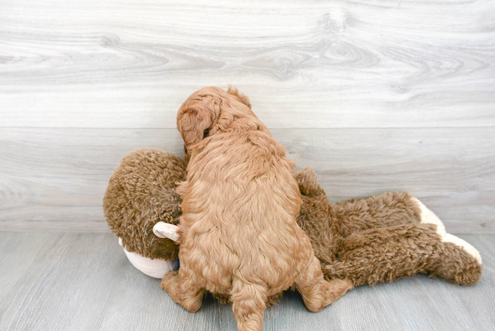 Meet Porter - our Mini Goldendoodle Puppy Photo 3/3 - Premier Pups