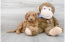 Meet Porter - our Mini Goldendoodle Puppy Photo 2/3 - Premier Pups
