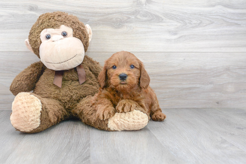 Meet Porter - our Mini Goldendoodle Puppy Photo 2/3 - Premier Pups