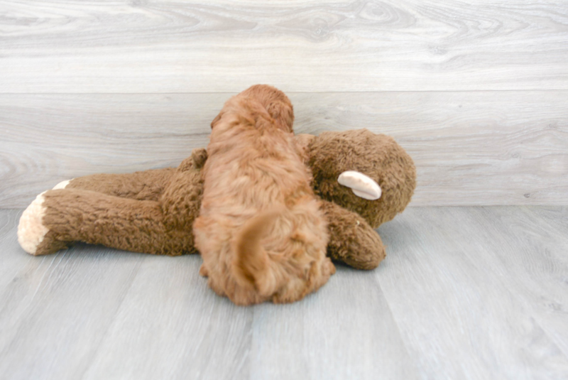 Meet Porter - our Mini Goldendoodle Puppy Photo 3/3 - Premier Pups