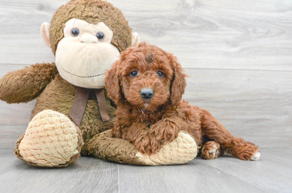 6 week old Mini Goldendoodle Puppy For Sale - Premier Pups