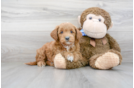 Meet Prescott - our Mini Goldendoodle Puppy Photo 2/3 - Premier Pups