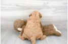 Meet Prescott - our Mini Goldendoodle Puppy Photo 3/3 - Premier Pups