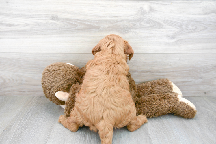Meet Prescott - our Mini Goldendoodle Puppy Photo 3/3 - Premier Pups