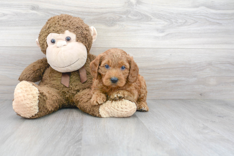 Meet Prescott - our Mini Goldendoodle Puppy Photo 2/3 - Premier Pups