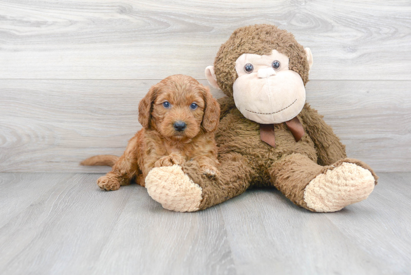 Meet Prescott - our Mini Goldendoodle Puppy Photo 1/3 - Premier Pups