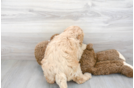 Meet Prosecco - our Mini Goldendoodle Puppy Photo 3/3 - Premier Pups