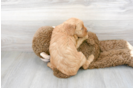 Meet Prosecco - our Mini Goldendoodle Puppy Photo 3/3 - Premier Pups