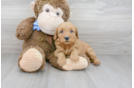 Meet Prosecco - our Mini Goldendoodle Puppy Photo 2/3 - Premier Pups