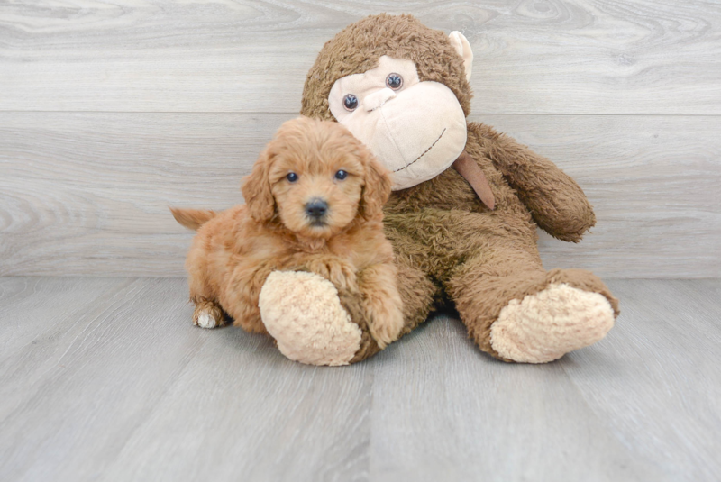 Meet Prosecco - our Mini Goldendoodle Puppy Photo 2/3 - Premier Pups