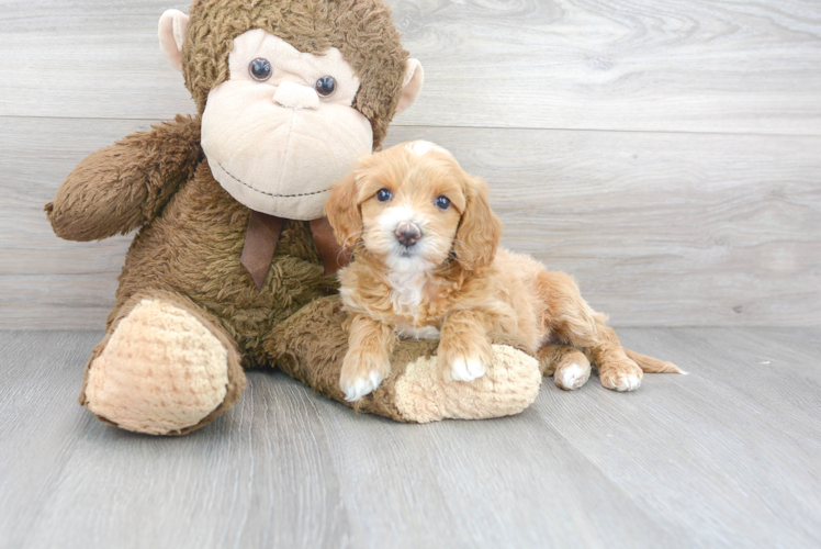 Meet Prosecco - our Mini Goldendoodle Puppy Photo 1/3 - Premier Pups