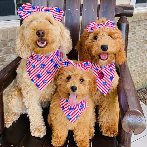 Three Mini Goldendoodles of different sizes