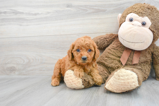 Smart Mini Goldendoodle Poodle Mix Pup