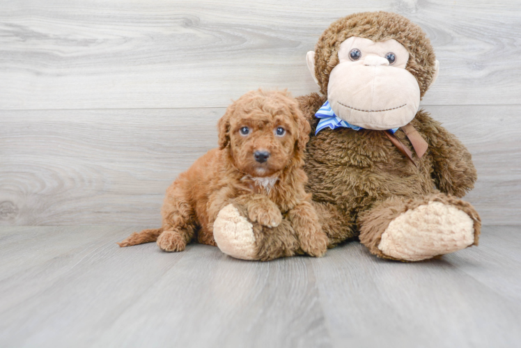 Meet Randy - our Mini Goldendoodle Puppy Photo 2/3 - Premier Pups