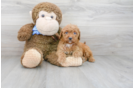 Meet Randy - our Mini Goldendoodle Puppy Photo 1/3 - Premier Pups