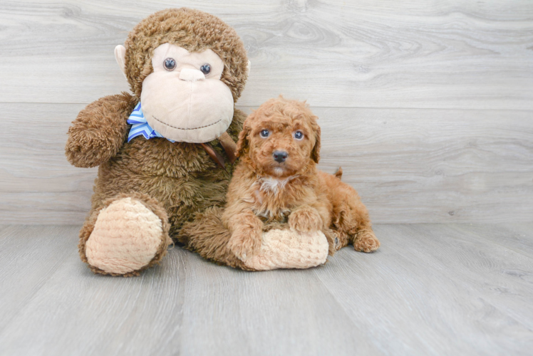Meet Randy - our Mini Goldendoodle Puppy Photo 1/3 - Premier Pups