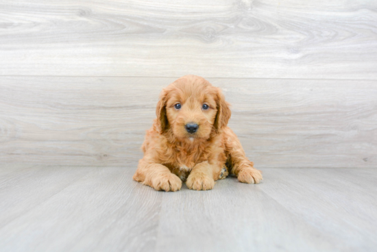 Energetic Golden Retriever Poodle Mix Puppy