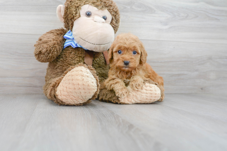Meet Rebel - our Mini Goldendoodle Puppy Photo 1/3 - Premier Pups