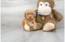 Meet Rebel - our Mini Goldendoodle Puppy Photo 2/3 - Premier Pups