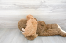 Meet Rebel - our Mini Goldendoodle Puppy Photo 3/3 - Premier Pups
