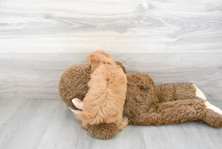 Meet Rebel - our Mini Goldendoodle Puppy Photo 3/3 - Premier Pups