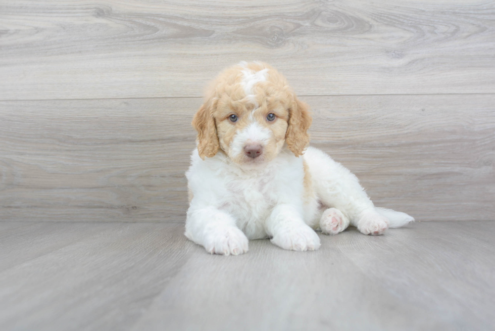 Meet Rebel - our Mini Goldendoodle Puppy Photo 2/3 - Premier Pups