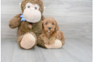 Meet Renee - our Mini Goldendoodle Puppy Photo 1/3 - Premier Pups
