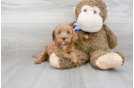 Meet Renee - our Mini Goldendoodle Puppy Photo 2/3 - Premier Pups