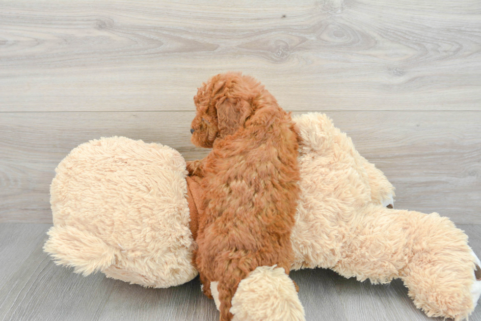 Best Mini Goldendoodle Baby