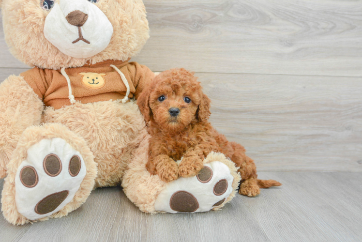 Fluffy Mini Goldendoodle Poodle Mix Pup